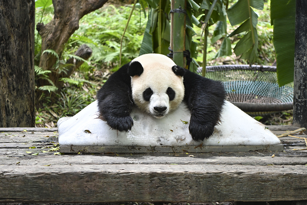 Giant panda Ai Ai lies on a block of ice to cool off at the Guangzhou Chimelong Safari Park on May 27, 2023. /CFP