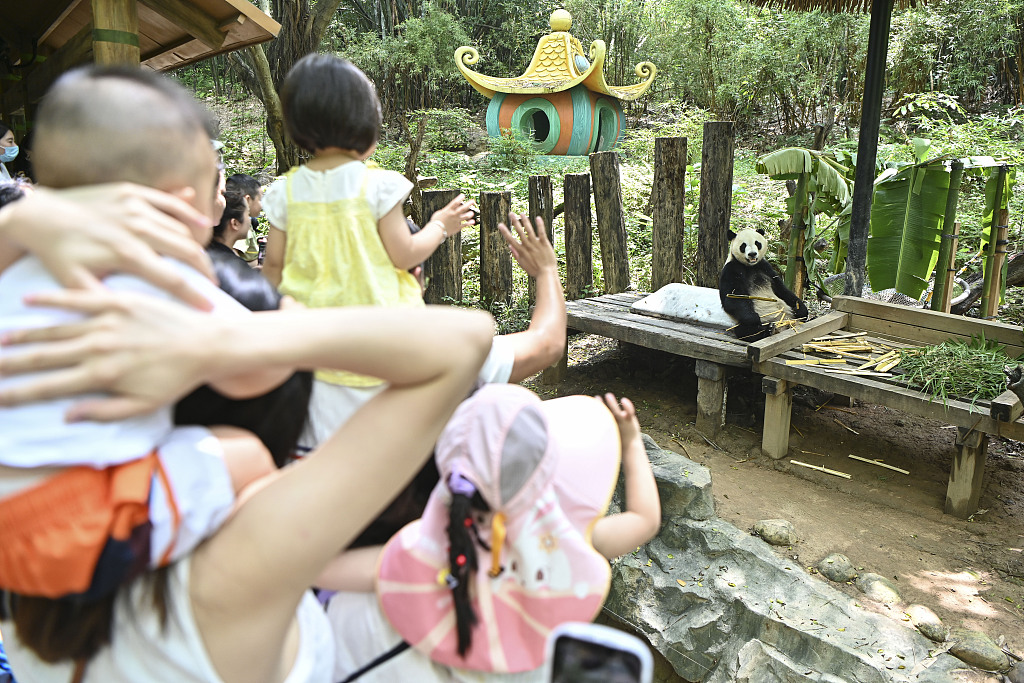 2023 年 5 月 27 日，广州长隆野生动物园，大熊猫艾艾坐在冰块上吃竹子。/CFP