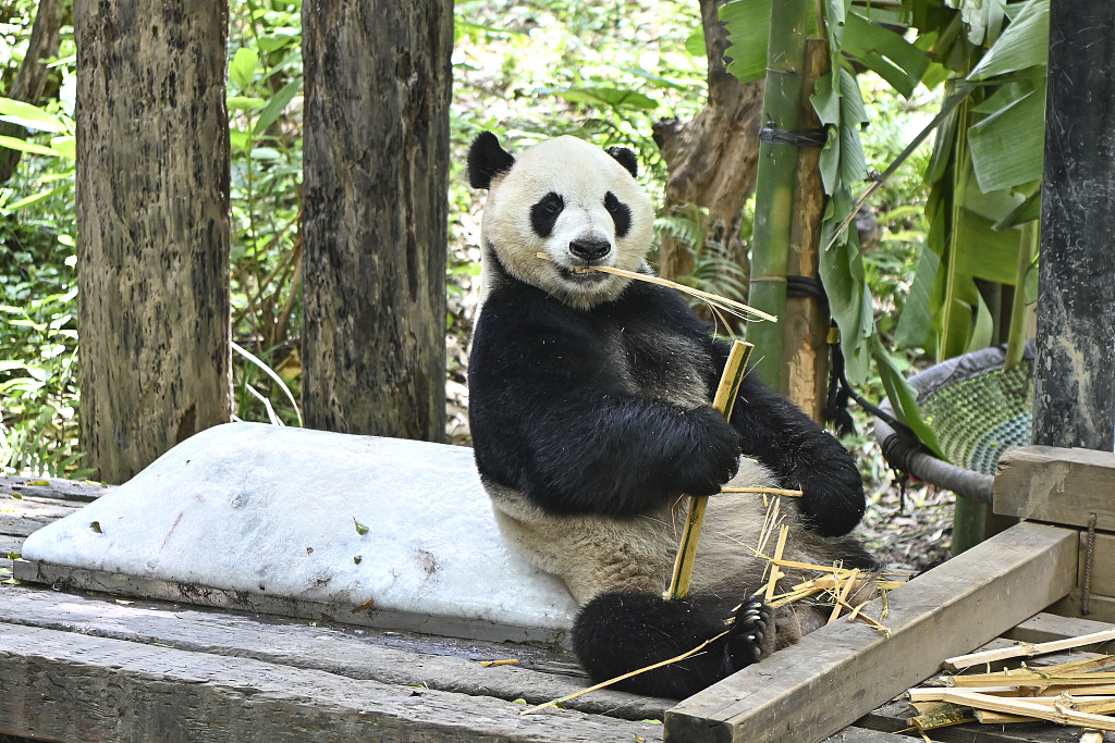 2023 年 5 月 27 日，广州长隆野生动物园，大熊猫艾艾坐在冰块上吃竹子。/CFP