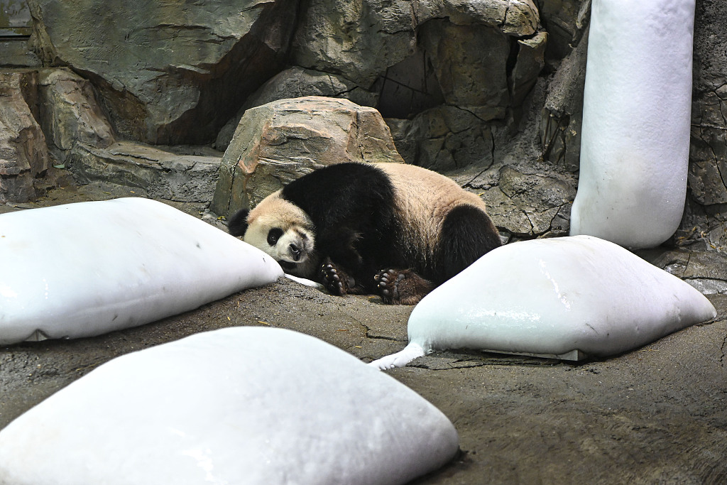 2023 年 5 月 27 日，大熊猫顶仔在广州长隆野生动物世界的“冰枕”旁休息以降温。/CFP