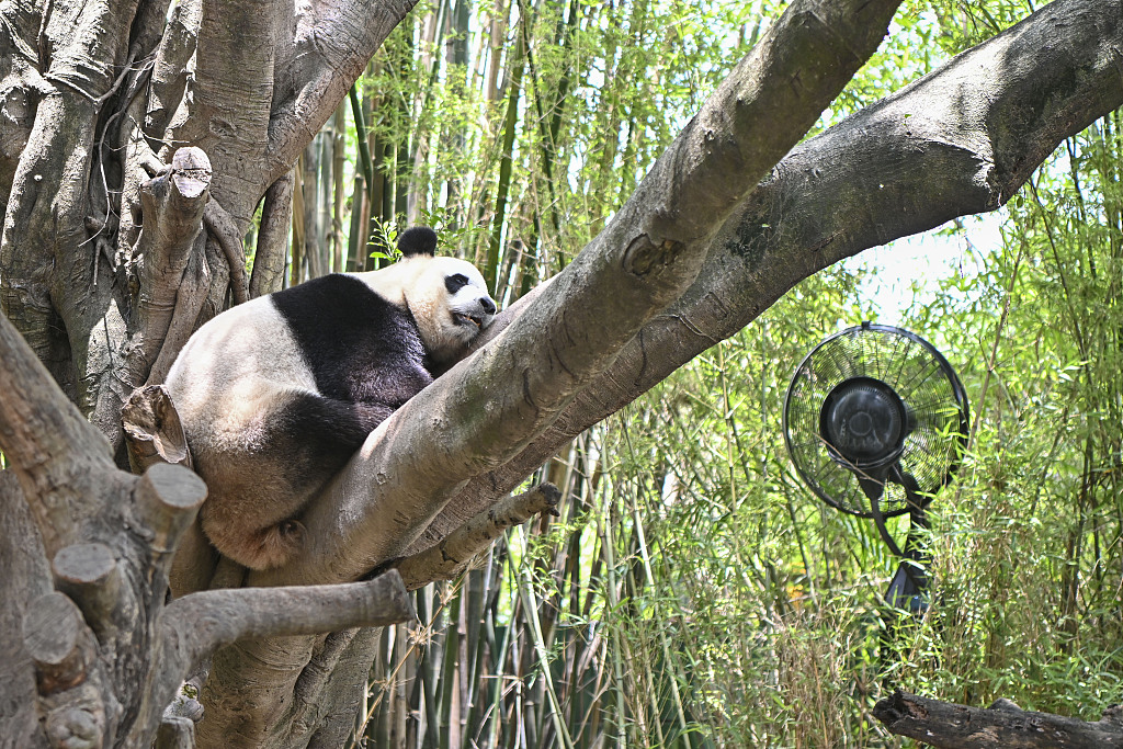 Giant panda Meng Meng rests on a tree branch near an electric fan at the Guangzhou Chimelong Safari Park on May 27, 2023. /CFP