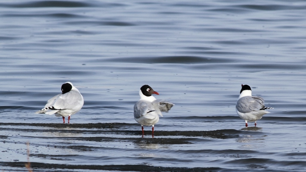 Live: Endangered relict gulls in N China #39 s nature reserve Ep 3 CGTN Live: Endangered relict gulls in N China #39 s nature reserve Ep 3 CGTN