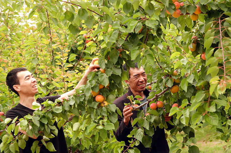Farmers harvest apricots in a fruit garden in Yuncheng City, Shanxi Province on May 25, 2023. /CFP