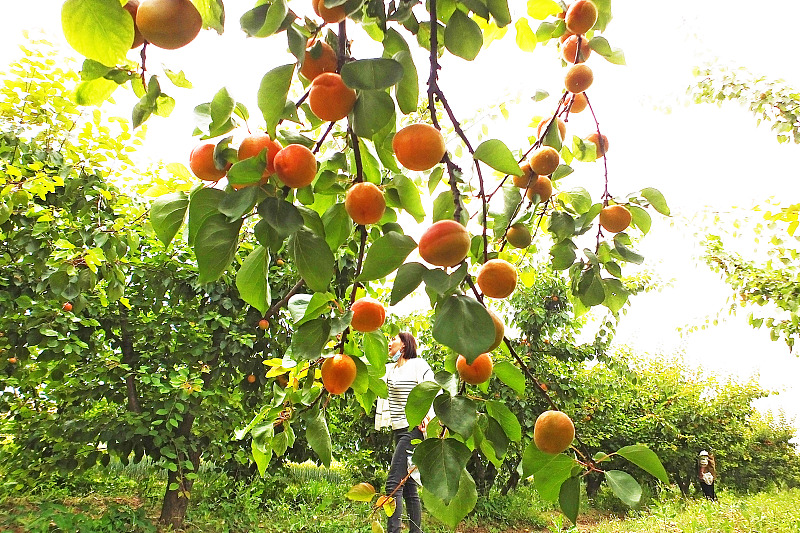 A farmer harvests apricots in a fruit garden in Yuncheng City, Shanxi Province on May 25, 2023. /CFP