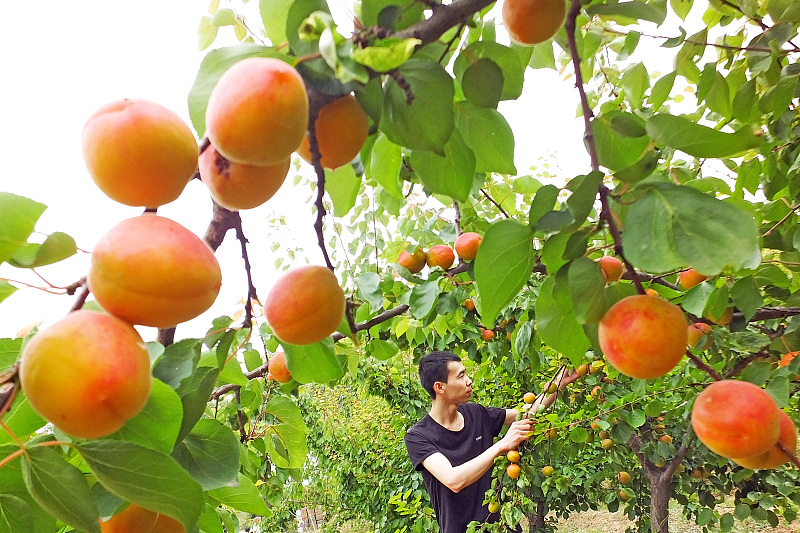 A farmer harvests apricots in a fruit garden in Yuncheng City, Shanxi Province on May 25, 2023. /CFP