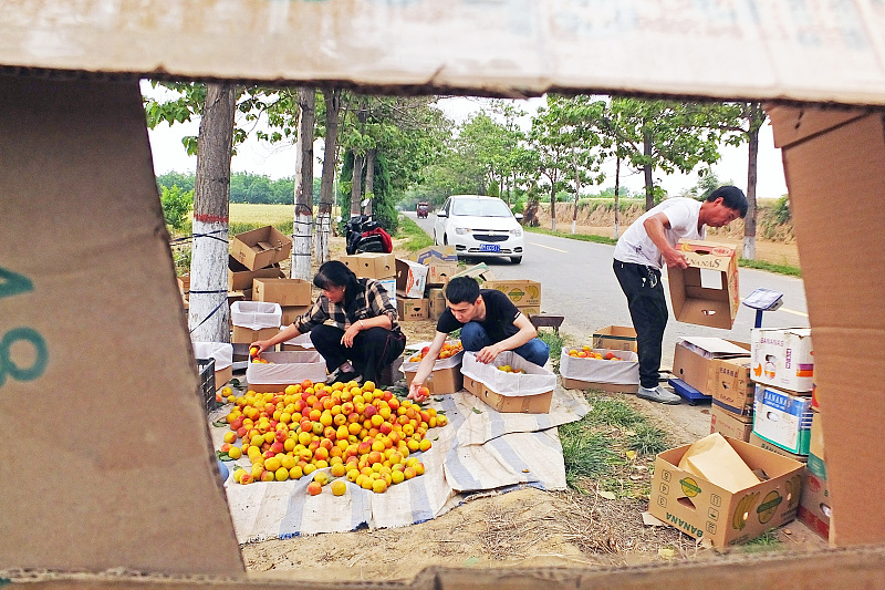 Farmers package apricots in Yuncheng City, Shanxi Province on May 25, 2023. /CFP