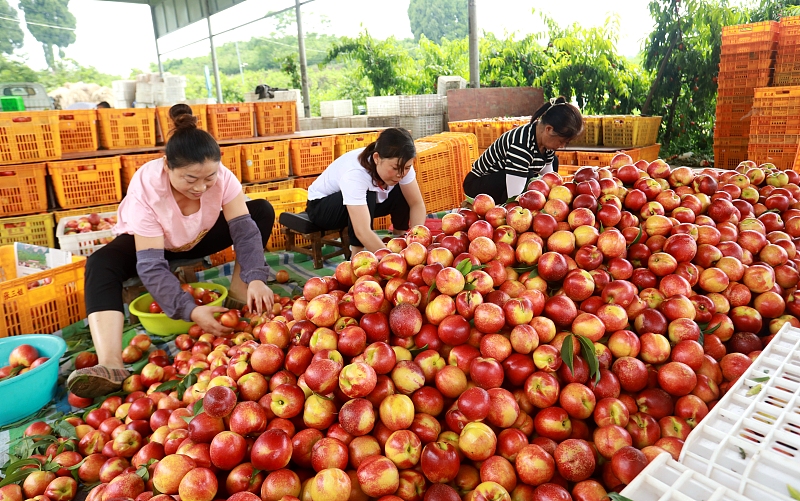 Farmers sort peaches in Meishan City, Sichuan Province on May 27, 2023. /CFP