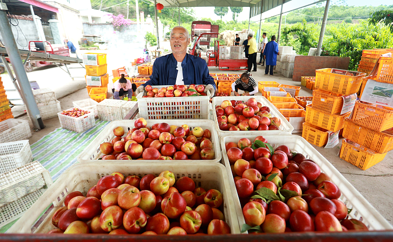 Farmers package peaches in Meishan City, Sichuan Province on May 27, 2023. /CFP