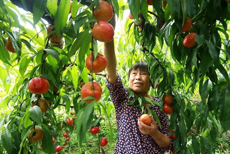 A farmer harvests peaches in Meishan City, Sichuan Province on May 27, 2023. /CFP