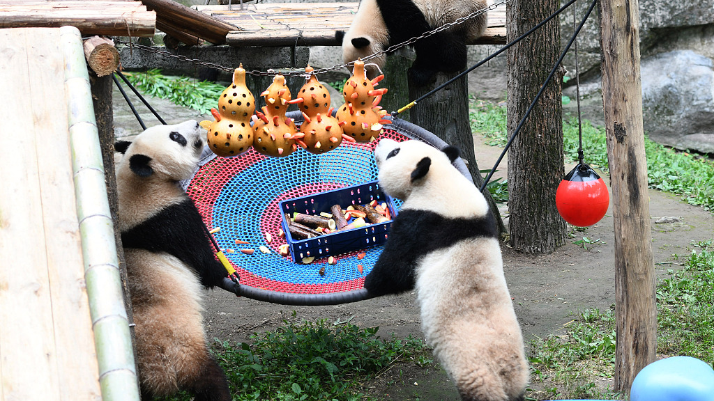 Giant pandas at Chongqing Zoo enjoy the celebration of Children's Day, May 30, 2023. /CFP