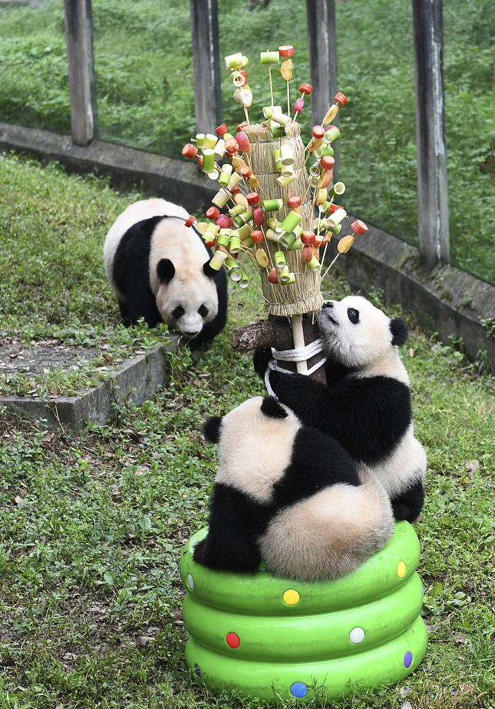 Giant pandas at Chongqing Zoo enjoy the celebration of Children's Day, May 30, 2023. /CFP