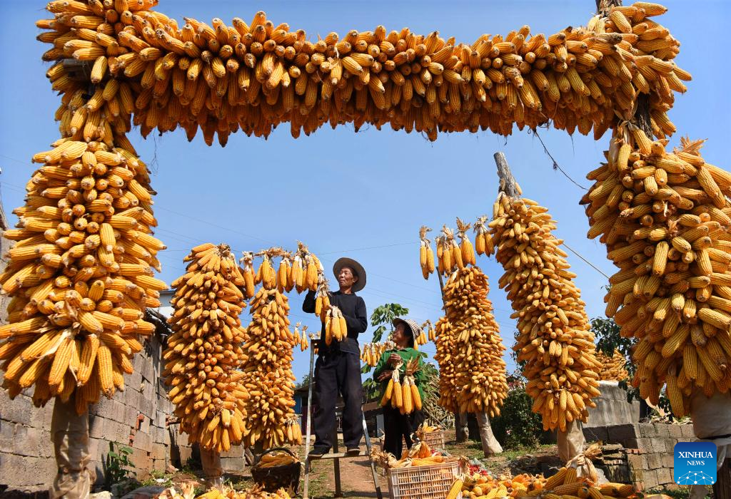 Farmers air harvested corn in Xinmiao Village of Zibo, east China's Shandong Province, October 8, 2022. /Xinhua