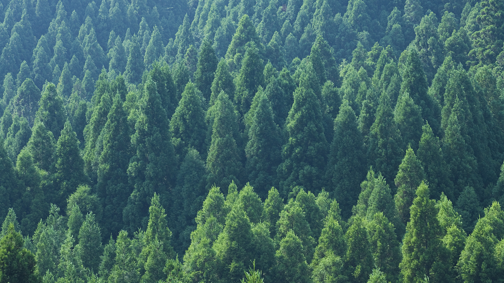 Cedar forest in Japan. /VCG