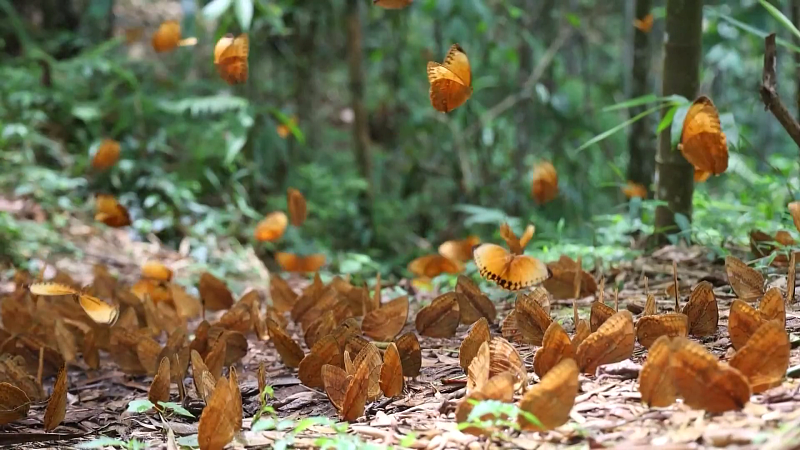 A large number of butterflies are spotted at the Honghe Butterfly Valley in southwest China's Yunnan on May 31, 2023. /CFP