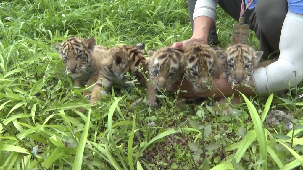 Quintuplet Bengal tiger cubs make their first public appearance at the Leheledu Zoo in southwest China's Chongqing on May 31, 2023. /CFP
