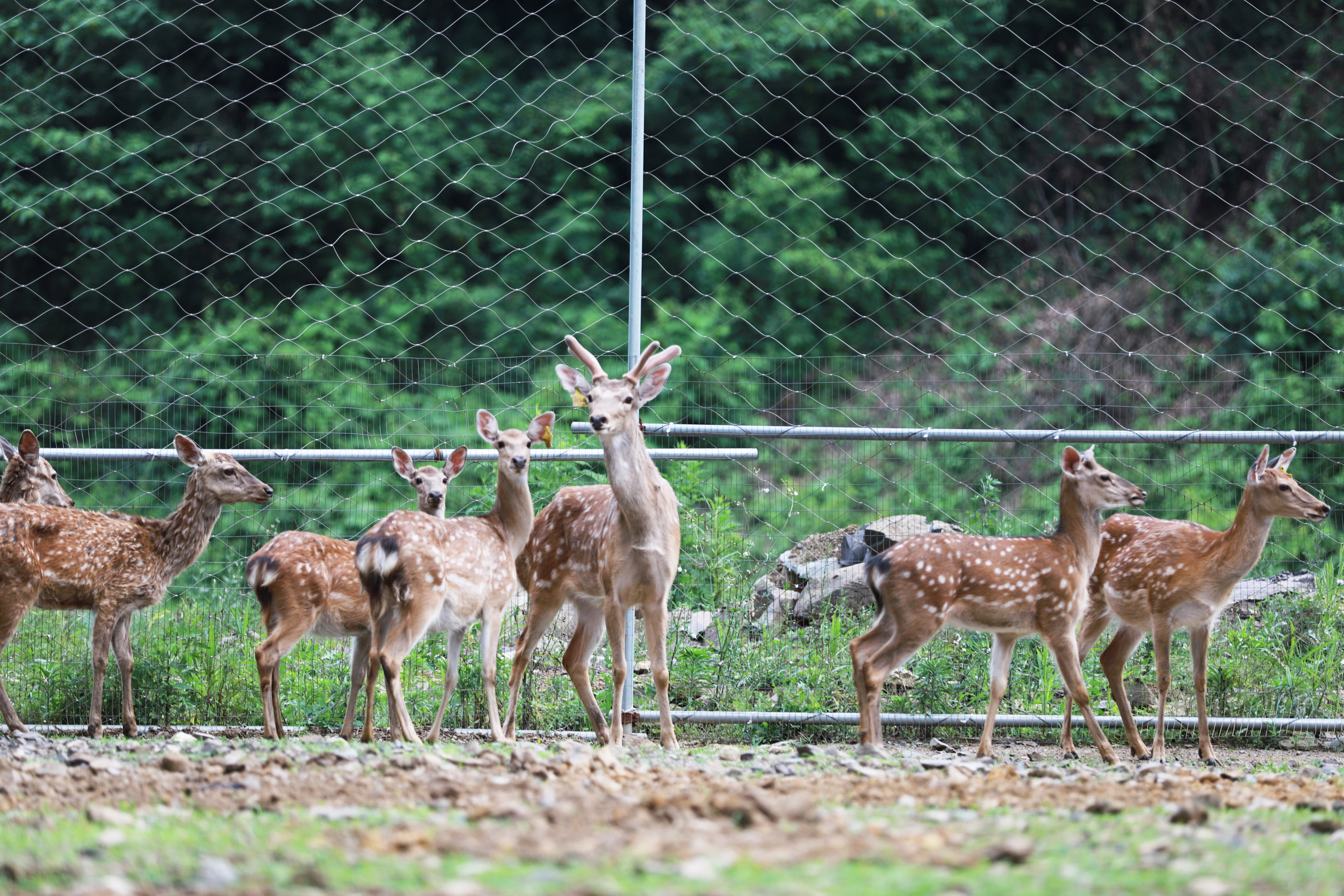 Photo shows spotted deer on a farm in Qingli Village in Qianxi, southwest China's Guizhou. /CNSPHOTO