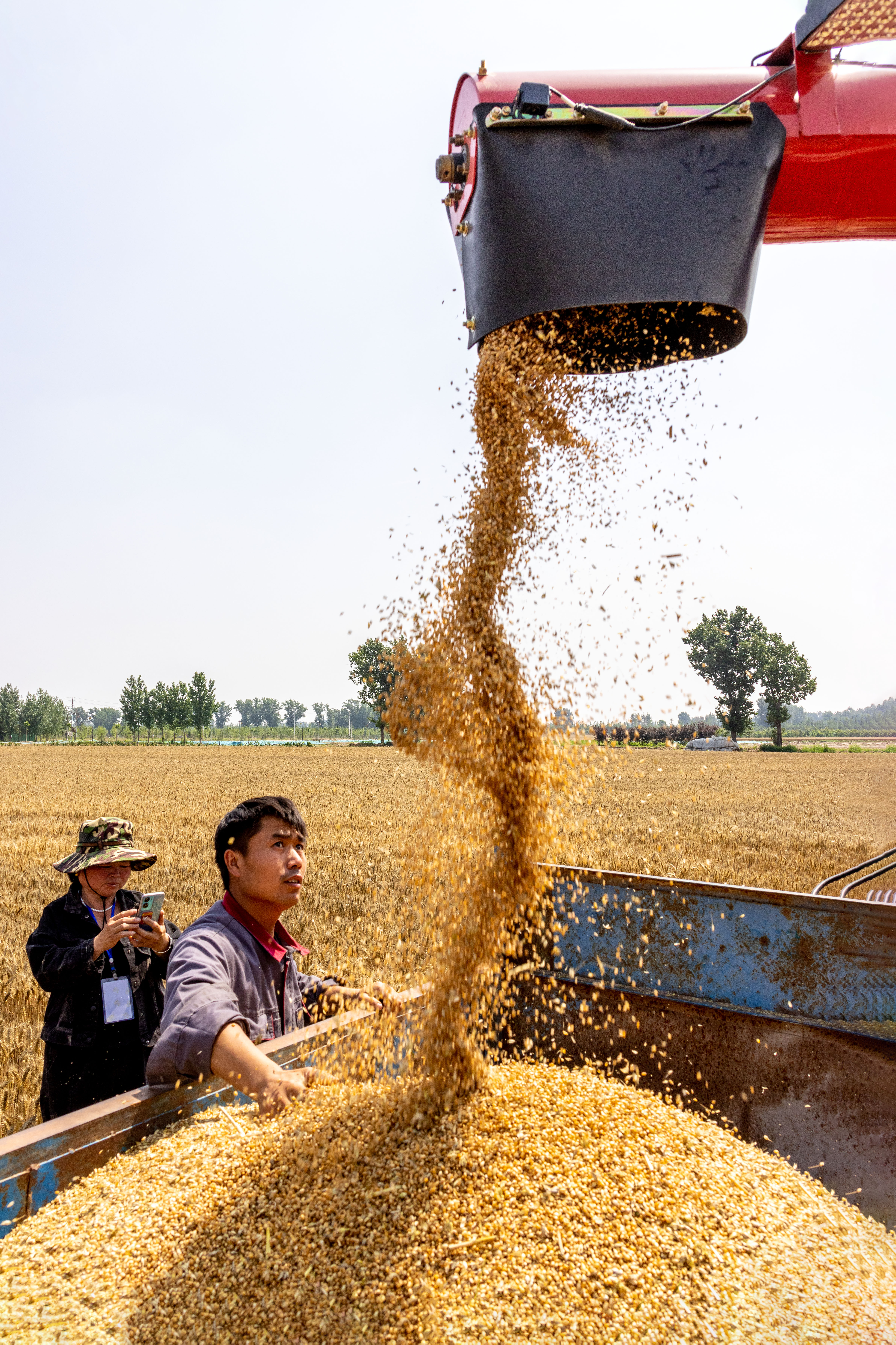 Villagers sort the grain harvested in Huaxian County of Anyang, central China's Henan Province on May 31, 2023. /CNSPHOTO