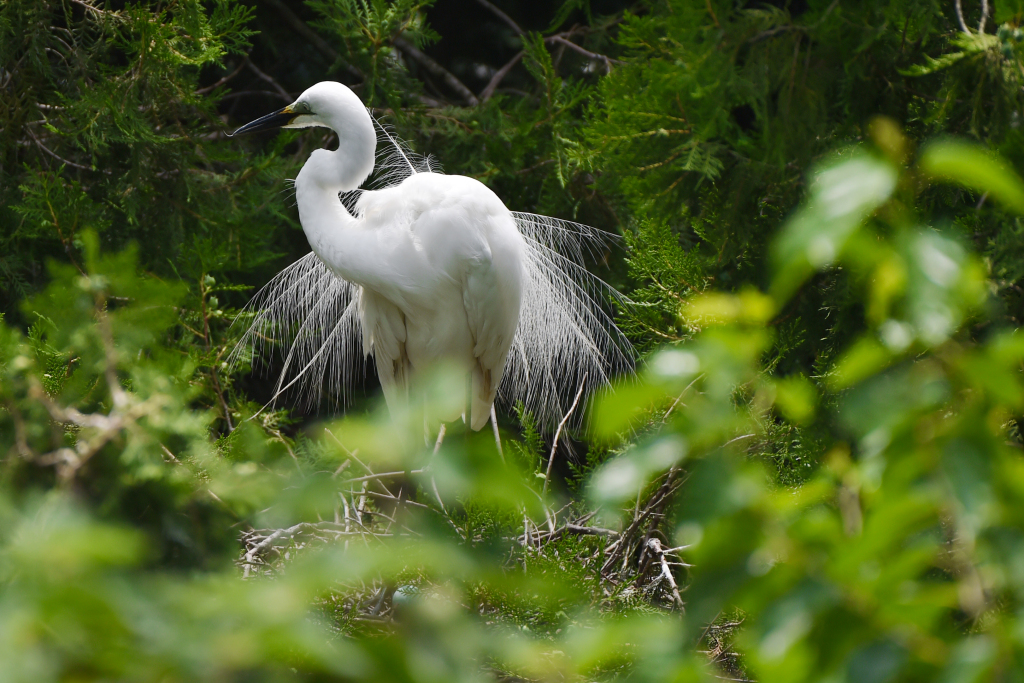 An egret perches on plants at a bird-watching park in Sihong County of Suqian, east China's Jiangsu Province on June 1, 2023./CFP