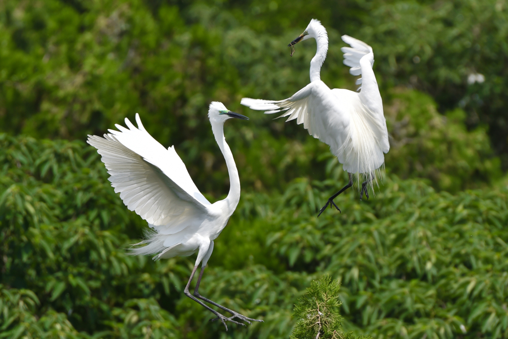 Egrets spread their wings at a bird-watching park in Sihong County of Suqian, east China's Jiangsu Province on June 1, 2023. /CFP