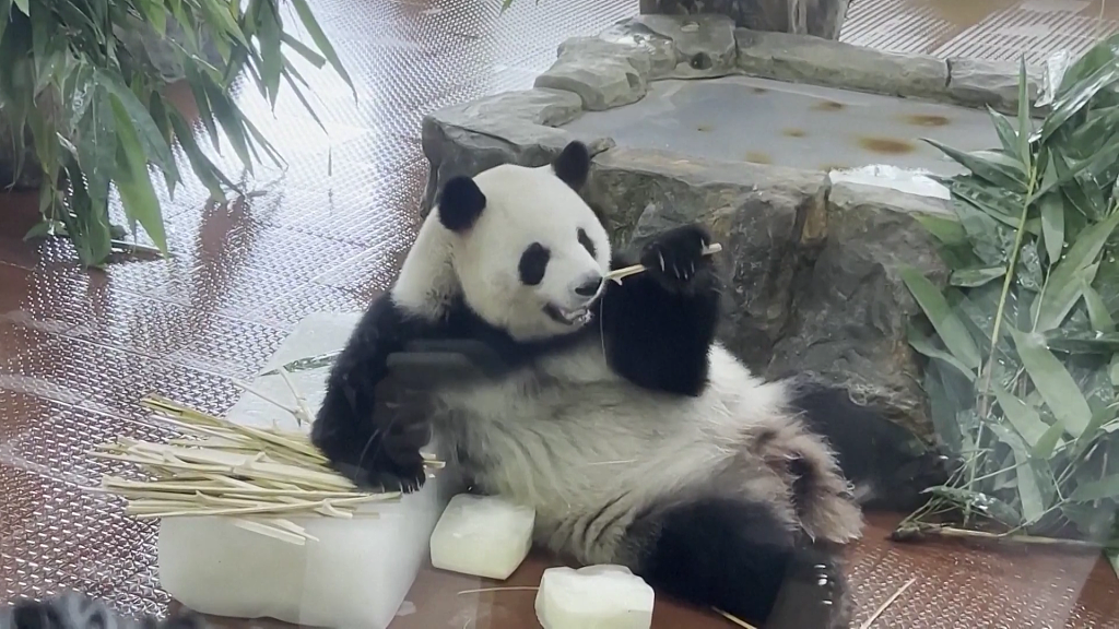 A giant panda at Guangzhou Zoo is indulging in refreshing treats to beat the summer heat, May 31, 2023. /CFP