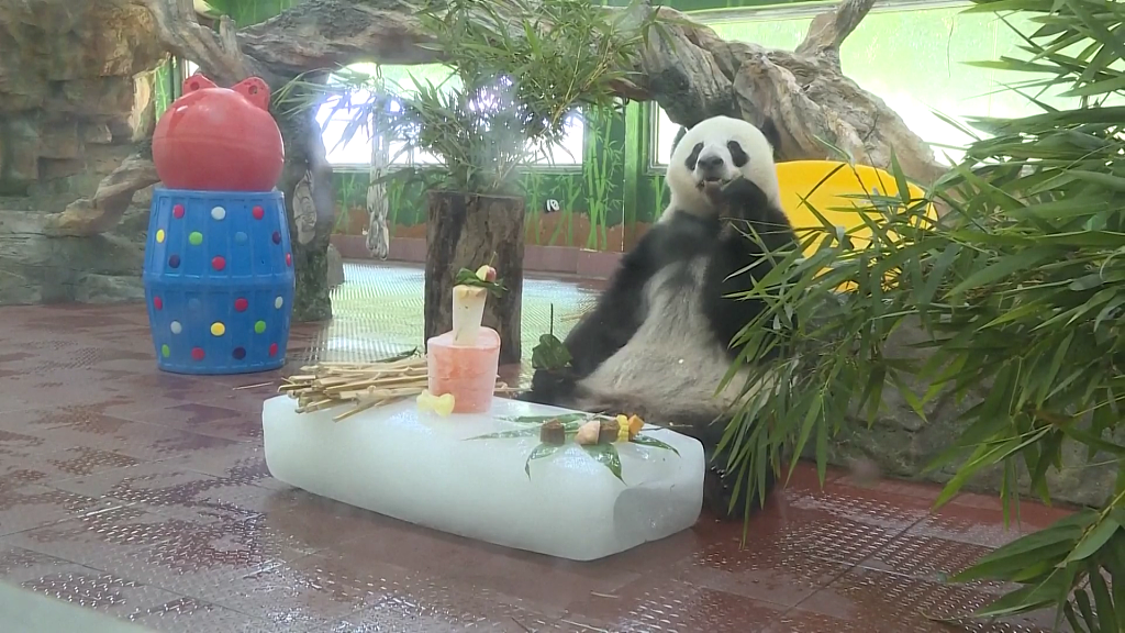 A giant panda at Guangzhou Zoo is indulging in refreshing treats to beat the summer heat, May 31, 2023. /CFP