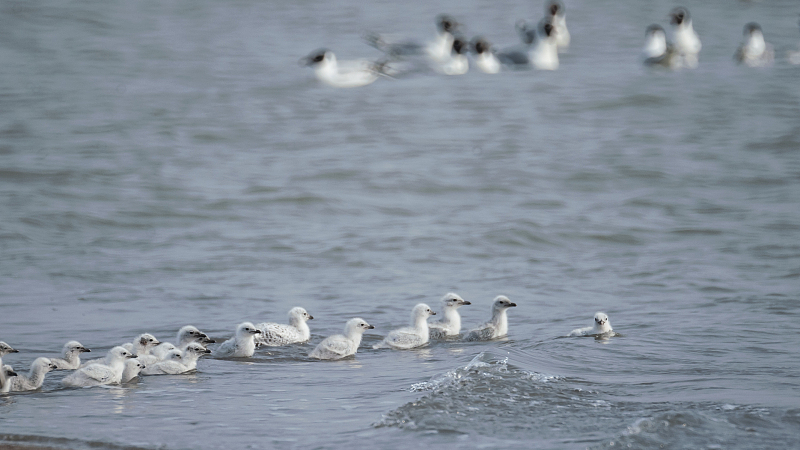 Live: Endangered relict gulls in N China's nature reserve – Ep. 4