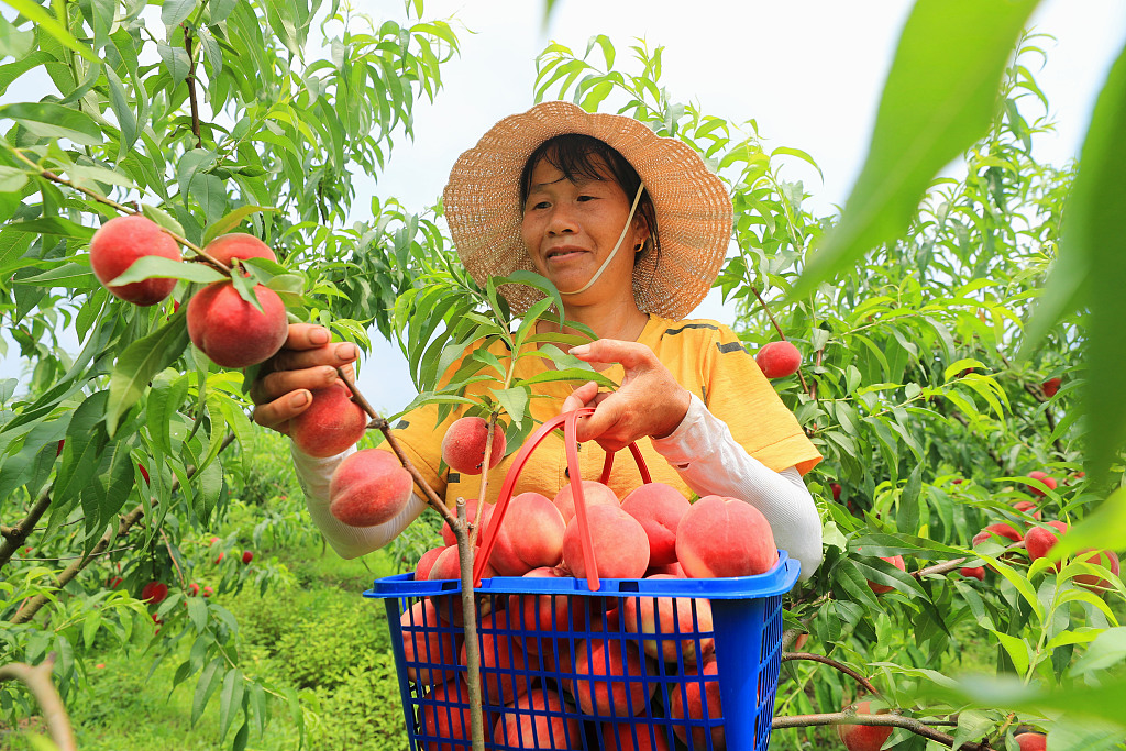 A farmer picks red peaches in Ji'an, east China's Jiangxi Province, on June 1, 2023. /CFP