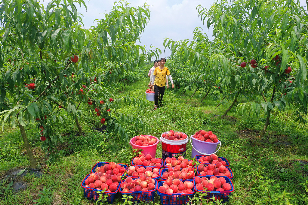 Farmers carry harvested red peaches in Ji'an, east China's Jiangxi Province, on June 1, 2023. /CFP