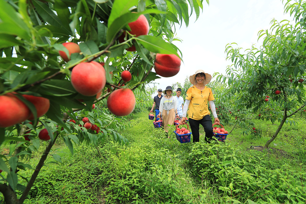 Farmers carry harvested red peaches in Ji'an, east China's Jiangxi Province, on June 1, 2023. /CFP