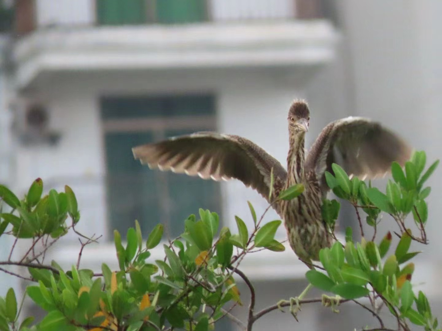 University campus welcomes new members of bird family in Hainan