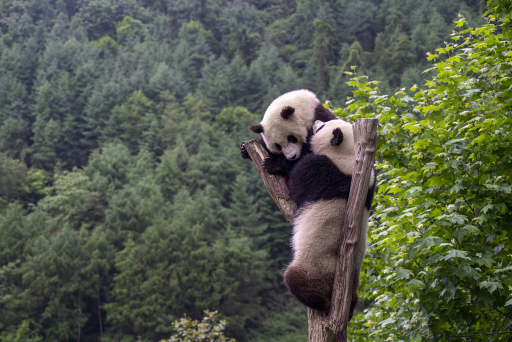 Photo taken on June 3, 2023 shows giant pandas entertaining themselves at the Wolong Shenshuping panda base in Wenchuan, Sichuan Province. /CFP
