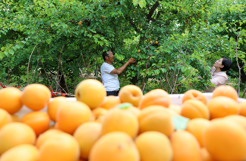 Villagers pick golden apricots in Wudi County, Shandong Province on June 3, 2023. /CFP