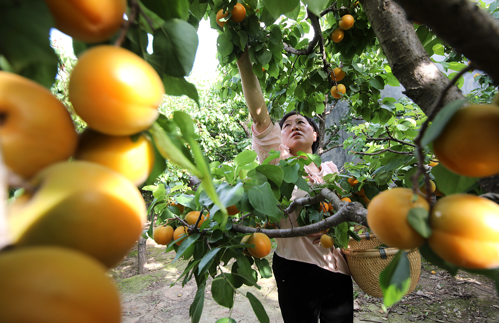 A villager picks golden apricots in Wudi County, Shandong Province on June 3, 2023. /CFP