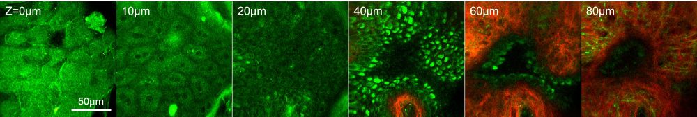 Images of Chinese astronauts' skin captured by the in-orbit two-photon microscope. /Peking University