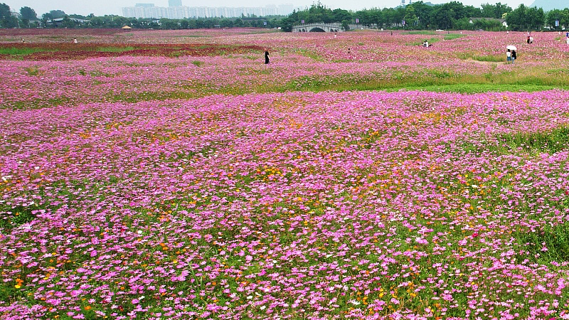 Cosmos flowers enter their blooming season in Hangzhou, Zhejiang Province on June 4, 2023. /CFP