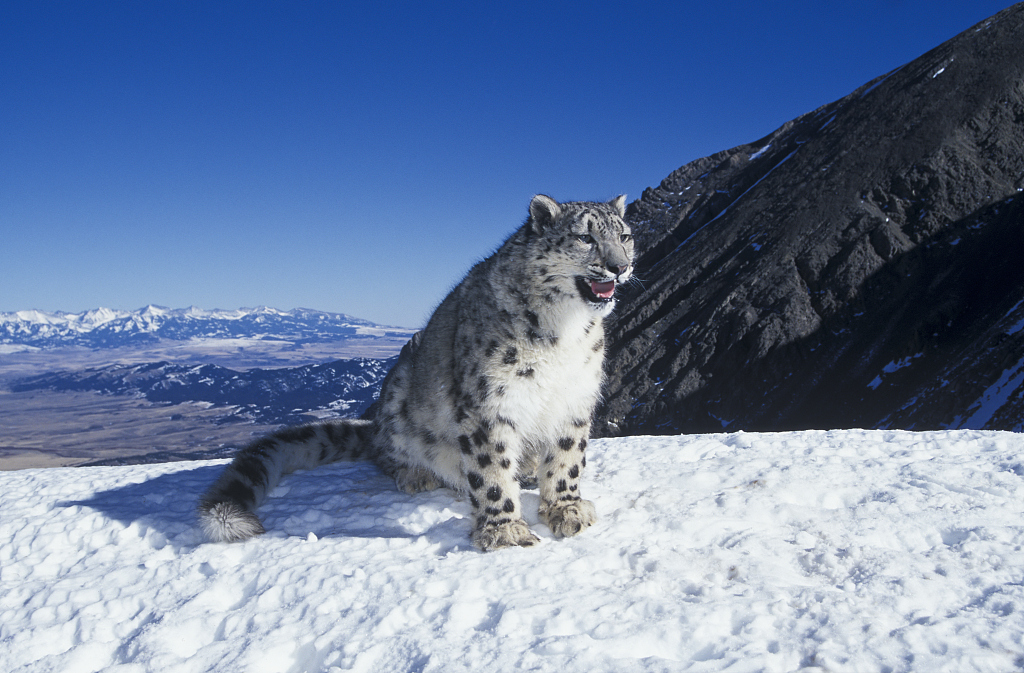 Snow leopard. /VCG