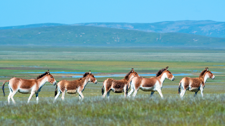 China's Sanjiangyuan Bolsters Biodiversity Conservation Efforts - Cgtn