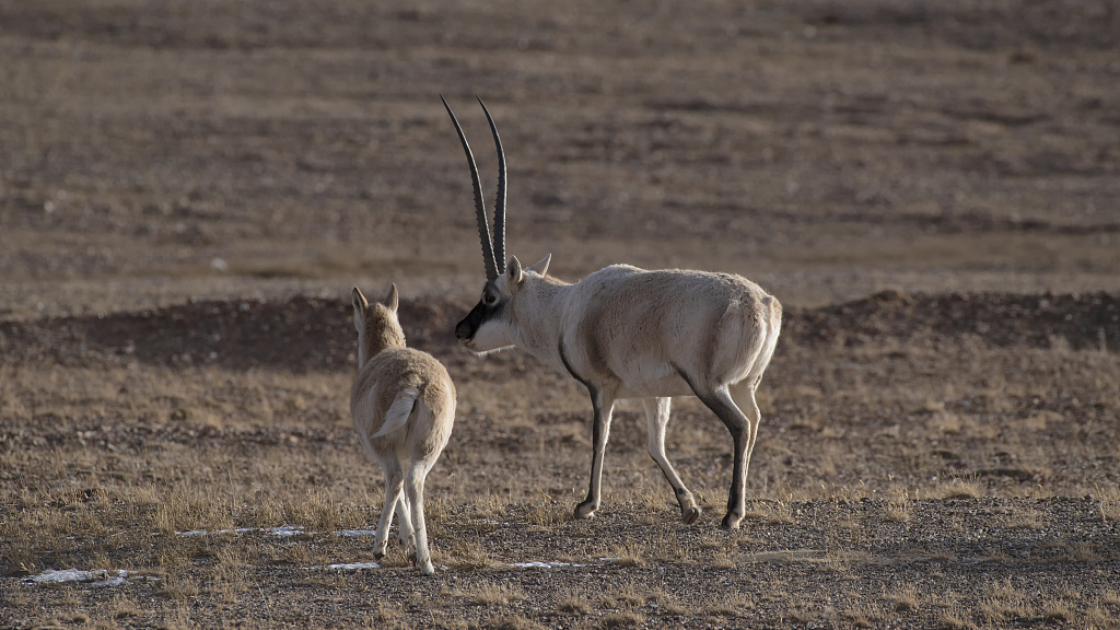 Tibetan antelopes. /VCG