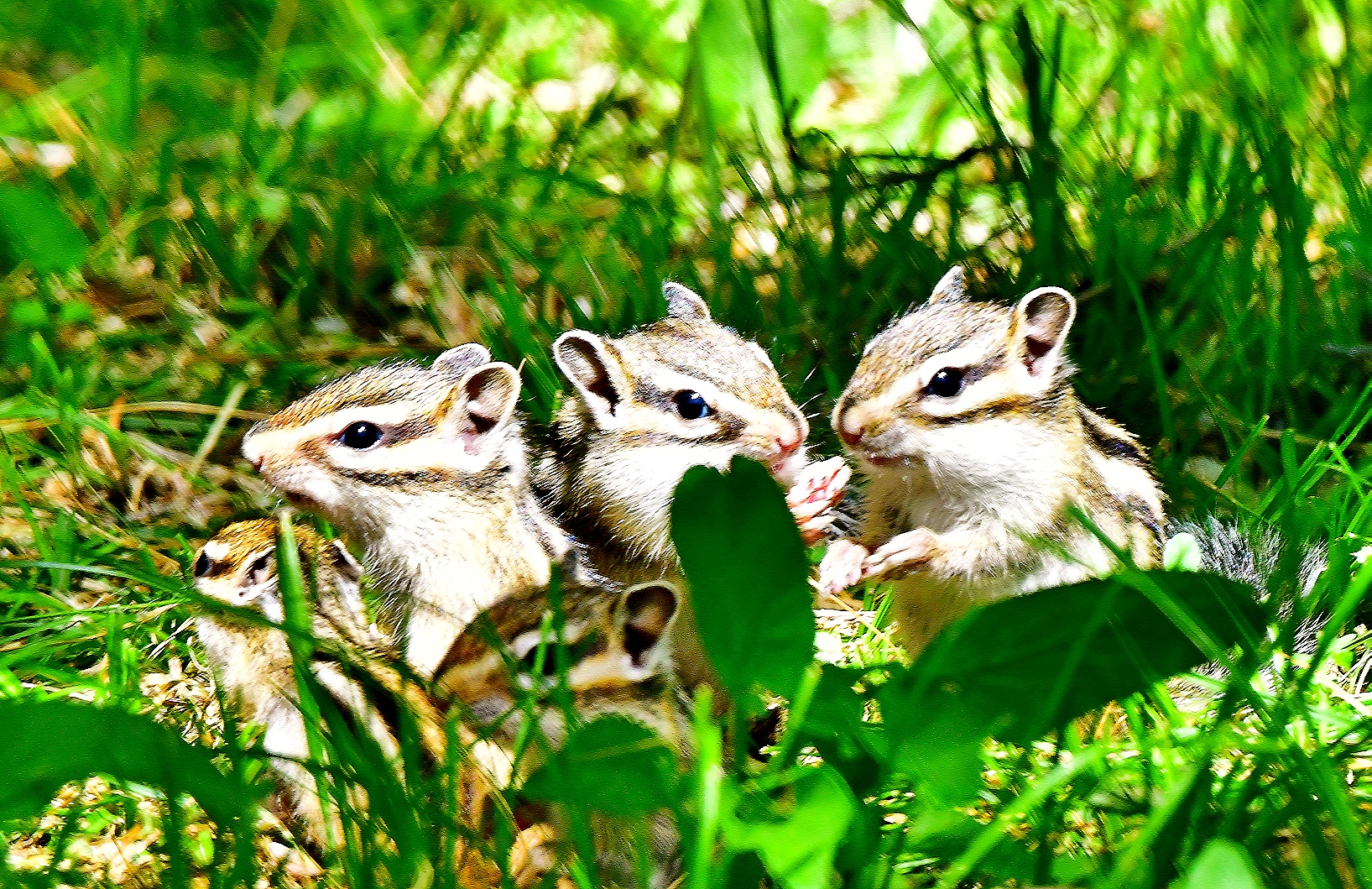 A family of chipmunks are photographed at a park in Shenyang, Liaoning, June 3, 2023. /CNSPHOTO