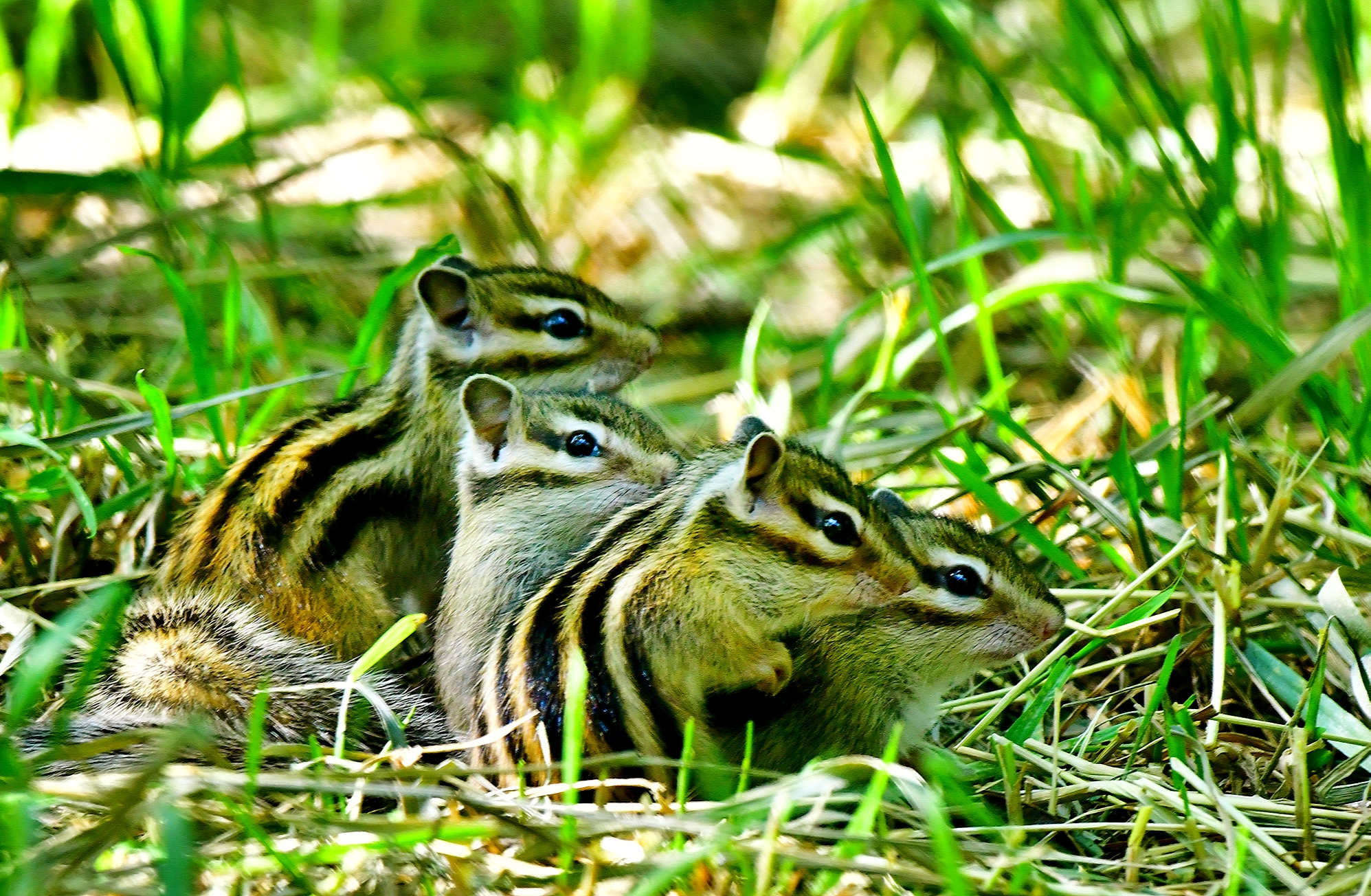 A family of chipmunks are photographed at a park in Shenyang, Liaoning, June 3, 2023. /CNSPHOTO
