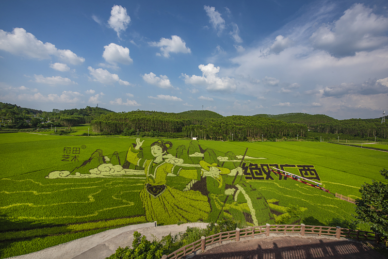 Colorful rice formed delicate patterns in a field of Nanning, Guangxi Zhuang Autonomous Region on June 3, 2023. /CFP