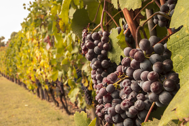 Ripe grapes are seen in a local vineyard in the Piedmont region, Italy. /CFP