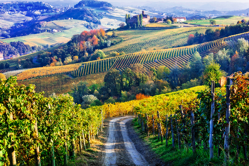 A lane leads to a grape vineyard in a remote village in the Piedmont region, Italy. /CFP