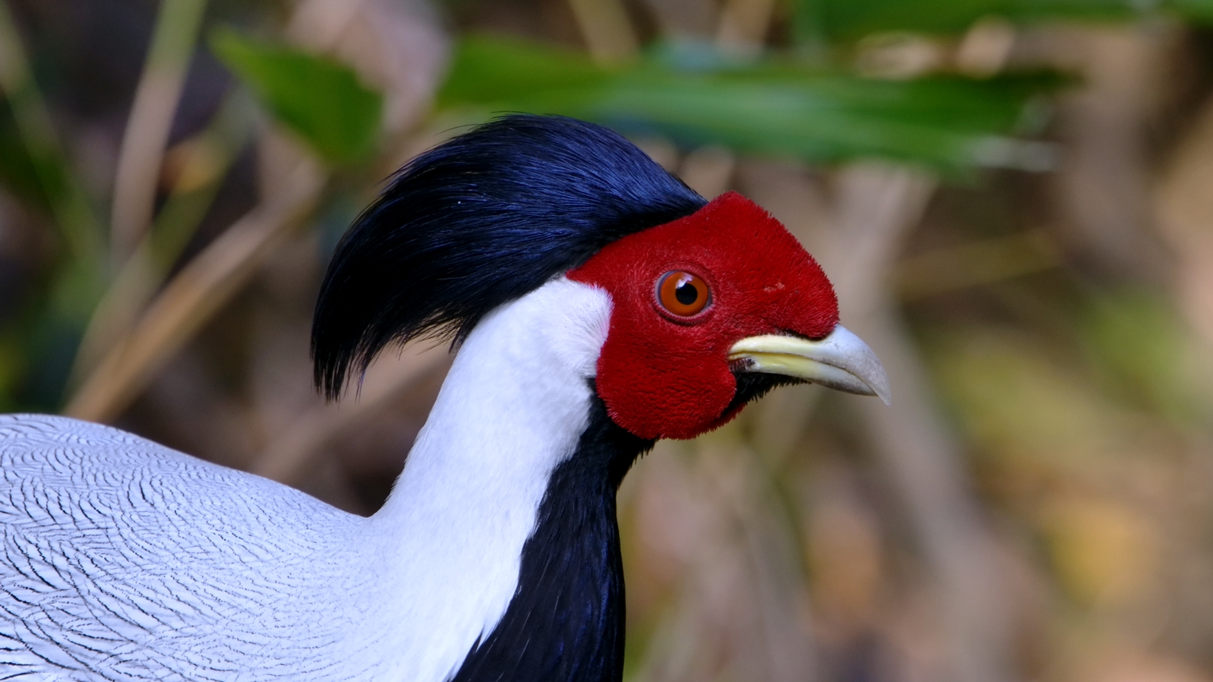 Greater Bay Area Series | Episode 6: Silver pheasant