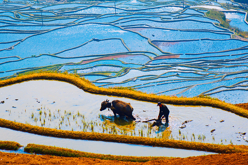 A farmer works at the field in the Honghe Hani Rice Terraces area, Yunnan Province. /CFP