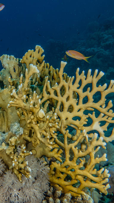 Israeli scientists in search of habitat for corals