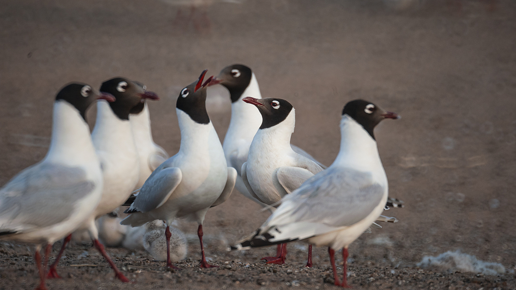 Live: Endangered relict gulls in N China #39 s nature reserve Ep 5 CGTN Live: Endangered relict gulls in N China #39 s nature reserve Ep 5 CGTN