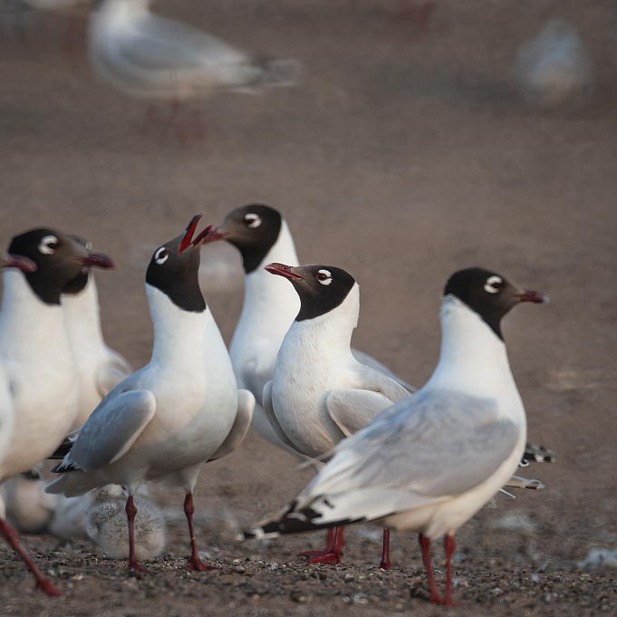 Live: Endangered relict gulls in N China #39 s nature reserve Ep 5 CGTN Live: Endangered relict gulls in N China #39 s nature reserve Ep 5 CGTN