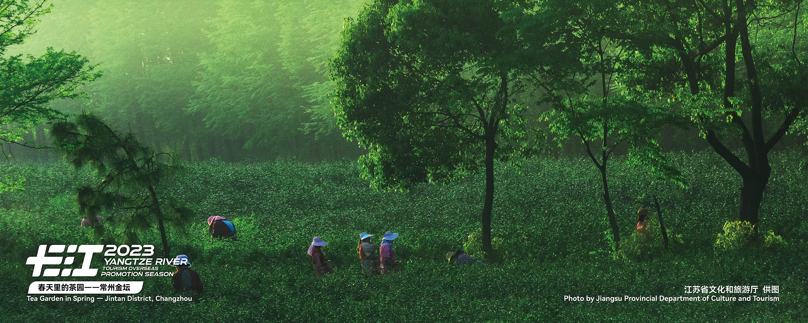 Undated photo shows the scenery of a tea garden in Changzhou, Jiangsu Province. /Photo provided to CGTN