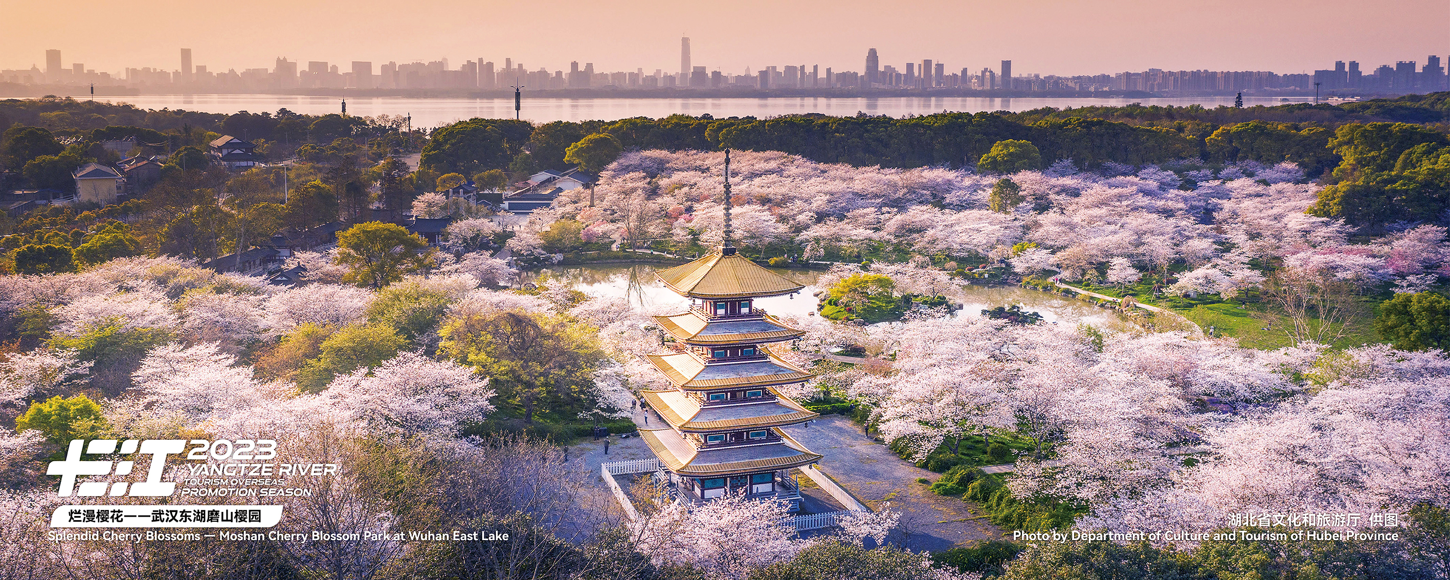 Undated photo shows the scenery of cherry blossoms in Wuhan, Hubei Province. /Photo provided to CGTN